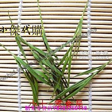 新鮮日期~嶗山石竹茶500g正品 青竹葉淡竹非特級野生新鮮散裝嫩芽新品A213731 歷史價格詳細信息
