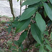 鮮採柚子皮果乾隨手包100G【每日優果】 歷史價格詳細信息