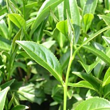 阿里山高山茶～阿里山烏龍茶～阿里山生茶～阿里山青茶《萱茶記》 歷史價格詳細信息