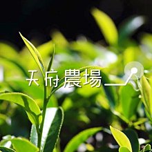 【茶葉館】茶農直營~梨山翠巒高冷烏龍茶~喉韻甘醇~氣味幽雅~茶湯鮮美，清甜滑口~免運!! 歷史價格詳細信息