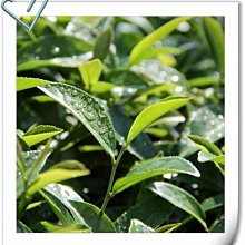 【茶葉館】茶農直營~梨山翠巒高冷烏龍茶~喉韻甘醇~氣味幽雅~茶湯鮮美，清甜滑口~免運!! 歷史價格詳細信息