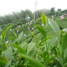 回採巷道頂板離層儀 頂板離層檢測儀 T型離層指示儀 歷史價格詳細信息