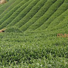 【正港台灣高山茶】阿里山石棹手採金萱茶～4兩250元，半斤免運，三斤送四兩～茶葉甘醇入口回甘，香氣高雅 歷史價格詳細信息