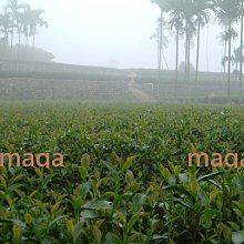 【正港台灣高山茶】阿里山石棹手採金萱茶～4兩250元，半斤免運，三斤送四兩～茶葉甘醇入口回甘，香氣高雅 歷史價格詳細信息
