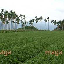 【正港台灣高山茶】阿里山石棹手採金萱茶～4兩250元，半斤免運，三斤送四兩～茶葉甘醇入口回甘，香氣高雅 歷史價格詳細信息