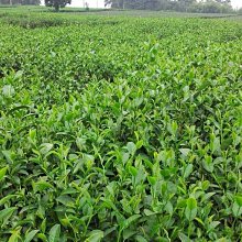 【茶院子】在地茶農自產自銷 【 上杉烤茶  熷烏龍  】喝了會上癮的茶 歷史價格詳細信息