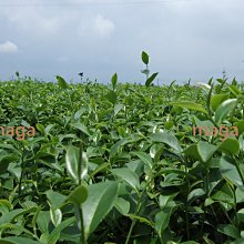 【正港台灣高山茶】阿里山石棹手採金萱茶～4兩250元，半斤免運，三斤送四兩～茶葉甘醇入口回甘，香氣高雅 歷史價格詳細信息