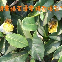 《 鼎亢茶香》5斤送半斤∼參賽茶-【頭等級濃香金萱】400/斤~味醇韻濃甜甘，品質滿意保證！ 歷史價格詳細信息