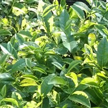 小半天茶葉－冷泡茶(杉林溪烏龍春茶)每斤150包左右每包4公克特價兩斤1200元免運費 歷史價格詳細信息