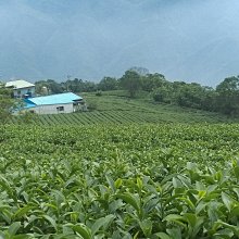 小半天茶葉－冷泡茶(杉林溪烏龍春茶)每斤150包左右每包4公克特價兩斤1200元免運費 歷史價格詳細信息