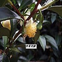 {炒茶天師} 廣告價{2斤送1斤}金牌獎~衫林溪比賽金宣茶葉~ 回甘強 喉韻絕佳! SGS檢驗合格,無香精添加~ 歷史價格詳細信息