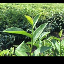 八登山 工裝 戰術 S-3XL 5色 耐磨耐刮多口袋戰術 休閒長 男生子 登山 秋冬款 歷史價格詳細信息