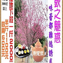 【壺說】紫砂壺 精品紫砂壺 ｜黃龍山朱泥｜品茗秋菱｜吳春霞老師釉上彩系列｜花旦｜景德二十年工藝畫師｜140cc 歷史價格詳細信息