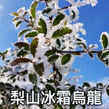 梨山冰霜烏龍 1480元/斤 台灣茶 茶葉 烏龍茶 高山茶 手採 (4兩*4)【特等茶師】 價格比較,價格查詢,歷史價格詳細信息