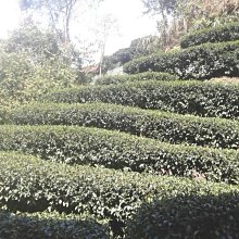 免運~茶盤 竹製茶盤實木簡約茶海功夫茶具套裝茶托盤家用平闆茶臺排水大小號 萬寶屋 歷史價格詳細信息