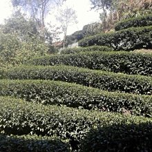 免運~茶盤 竹製茶盤實木簡約茶海功夫茶具套裝茶托盤家用平闆茶臺排水大小號 萬寶屋 歷史價格詳細信息