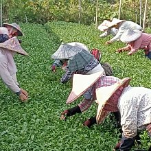 小半天茶葉－冷泡茶(杉林溪烏龍春茶)每斤150包左右每包4公克特價兩斤1200元免運費 歷史價格詳細信息