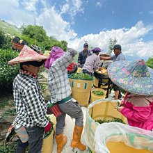 中清茶葉批發 (老婆店)^.^-(招商價)手採【高山茶  烏龍茶】～ 歷史價格詳細信息