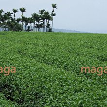 【正港台灣高山茶】阿里山石棹手採金萱茶～4兩250元，半斤免運，三斤送四兩～茶葉甘醇入口回甘，香氣高雅 歷史價格詳細信息