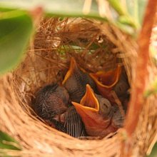 台灣茶人~手採【奮起阿里山烏龍】(150g)x4包x2 歷史價格詳細信息