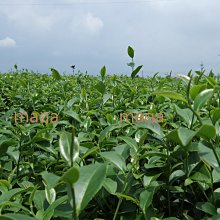 【正港台灣高山茶】阿里山石棹手採金萱茶～4兩250元，半斤免運，三斤送四兩～茶葉甘醇入口回甘，香氣高雅 歷史價格詳細信息
