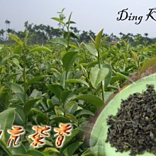 《 鼎亢茶香》5斤送半斤∼參賽茶-【頭等級濃香金萱】400/斤~味醇韻濃甜甘，品質滿意保證！ 歷史價格詳細信息