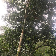 心靈深處的吶喊 歷史價格詳細信息