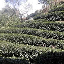 【阿里山小姑娘】W015台灣肖楠鑰匙圈 歷史價格詳細信息