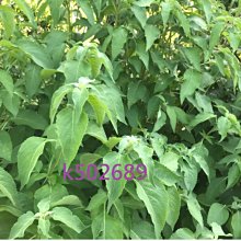 雲霧草500g克中材散裝正品野生長松蘿老君須天蓬草金線草【環球美食】 歷史價格詳細信息