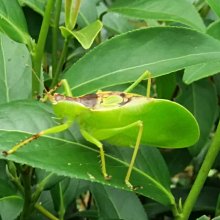 茗珍茶行 梨山烏龍高冷茶 三分熟茶 四兩一包600元 歷史價格詳細信息