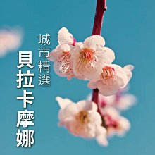 【精品咖啡熟豆】瓜地馬拉 安提瓜 經典花神 半磅/一磅 歷史價格詳細信息