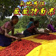 薇薇特南果SHB 濾掛咖啡 咖啡豆 咖啡粉 瓜地馬拉咖啡 耳掛咖啡 微微特南果單品咖啡 露營咖啡包【現貨】 歷史價格詳細信息