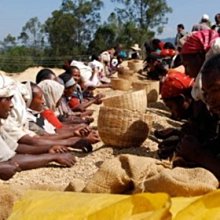 【豐原哈比店面經營】盧安達 穆莎莎合作社 水洗處理 歷史價格詳細信息