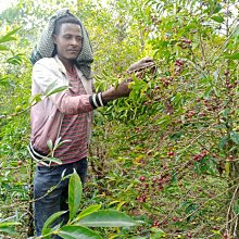 衣索比亞 日曬 草莓滋露 SOE 中淺焙 水果調 精品咖啡推薦 接單現烘(半磅227g/袋) 歷史價格詳細信息