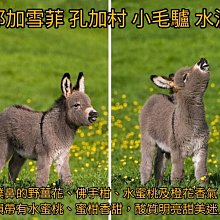 【索樂生活】加大防水防潮野餐墊(防水野餐墊 海灘墊 彩色地墊 折疊野餐墊 攜帶型野餐墊 大型野餐墊) 歷史價格詳細信息