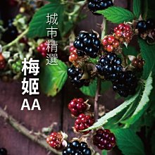 附發票【城市咖啡】亞尼克先生 義式豆 咖啡豆 咖啡粉 中深烘焙 中深焙  225g 歷史價格詳細信息