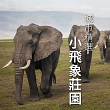 咖啡熟豆 小飛象Dumbo 薇拉省 Hulia 產區 水洗 哥倫比亞咖啡豆 樂吉波咖啡 每單限重4公斤 歷史價格詳細信息