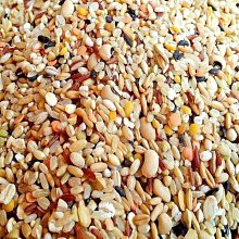 五谷雜糧養生1000方(漢竹)  石晶明 2015-1 江蘇科學技術 歷史價格詳細信息