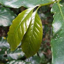 《自然農法》熟香烏龍茶包(3g*20入*3盒) 歷史價格詳細信息