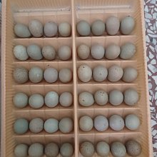 蘆丁雞飼養箱育雛養殖木箱子倉鼠房子實木豪華恒溫造景大別墅 歷史價格詳細信息