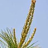 《山羊小舖》自家烘培咖啡豆 可代客研磨 /哥斯大黎加 布蘭卡 奇里波山谷 三石莊園 黑蜜  紅杜艾、卡杜拉~半磅 歷史價格詳細信息