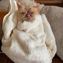 護立淨 抗菌噴劑 (寵物專用-抗菌防霉除臭黴菌)-60ml 歷史價格詳細信息