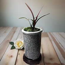 花盆圓直筒北歐簡約水泥花盆輕奢高級感千年木百合竹天堂鳥鎂泥大花盆 歷史價格詳細信息