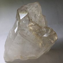 巴西木水培幸運木帶芽發貨小盆栽室內辦公室桌面水養懶人植物擺件 歷史價格詳細信息