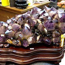 巴西木開花水養幸運木情侶款水培植物巴旦木室內可開花綠植盆栽 歷史價格詳細信息