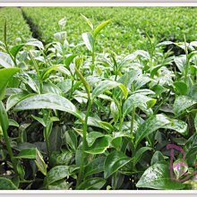 自然農耕、有機蔬菜共2冊（漢聲雜誌91-92號） 歷史價格詳細信息