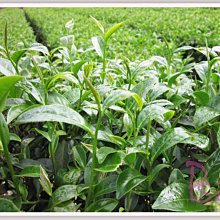 113年，2024年高鐵票，6張來回X180 歷史價格詳細信息