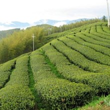 《冬茶～體驗組》梨山茶 雪霸茶 龍鳳峽茶 杉林溪茶～手採茶 高山茶葉【茶山曉】 歷史價格詳細信息