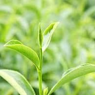 【金品茗茶】直火黑烏龍純奶茶28g*5包 歷史價格詳細信息