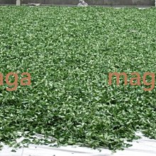 MAGA 3D Make America Great Again Signature Real Tree Camo Embroidered Cap Hat 歷史價格詳細信息